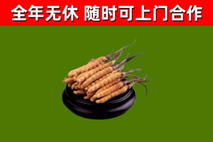 资兴烟酒回收冬虫夏草.jpg