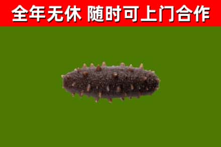 资兴回收海参干